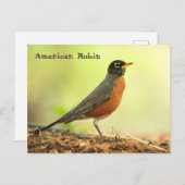 Amerikaanse Robin Briefkaart (Voorkant / Achterkant)