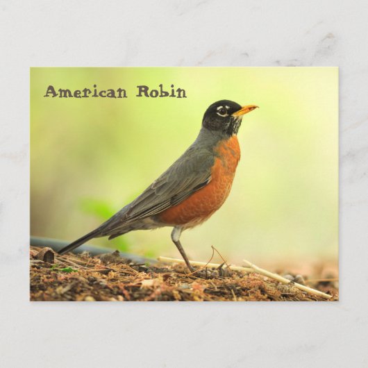 Amerikaanse Robin Briefkaart (Voorkant)