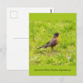 Amerikaanse Robin Briefkaart (Voorkant / Achterkant)