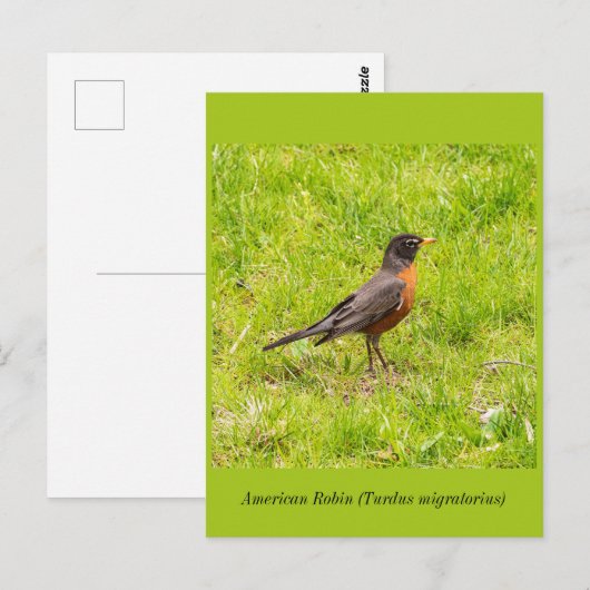 Amerikaanse Robin Briefkaart (Voorkant / Achterkant)