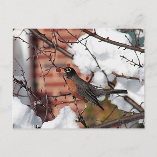 Amerikaanse robin briefkaart (Voorkant)