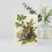 Amerikaanse Robin Briefkaart (Staand voorkant)