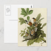 Amerikaanse Robin Briefkaart (Voorkant / Achterkant)