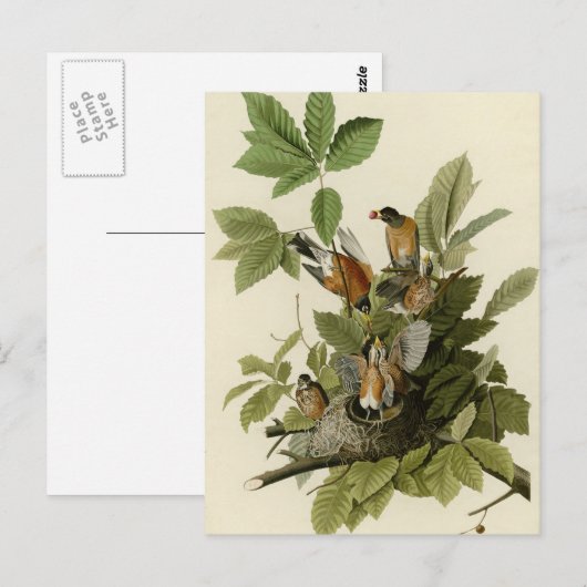 Amerikaanse Robin Briefkaart (Voorkant / Achterkant)
