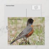 Amerikaanse Robin Briefkaart (Voorkant / Achterkant)