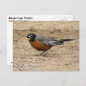 Amerikaanse Robin Briefkaart (Voorkant / Achterkant)