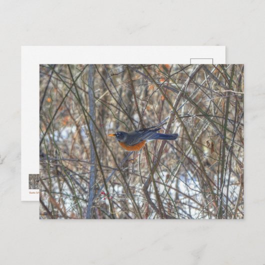 Amerikaanse Robin Briefkaart (Voorkant / Achterkant)