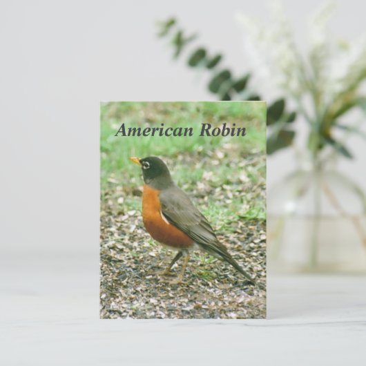 Amerikaanse Robin Briefkaart (Staand voorkant)