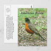 Amerikaanse Robin Briefkaart (Voorkant / Achterkant)