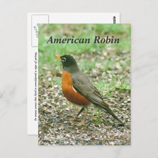 Amerikaanse Robin Briefkaart (Voorkant / Achterkant)