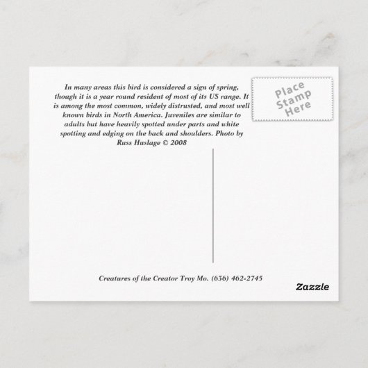 Amerikaanse Robin Briefkaart (Achterkant)