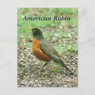 Amerikaanse Robin Briefkaart