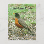 Amerikaanse Robin Briefkaart (Voorkant)