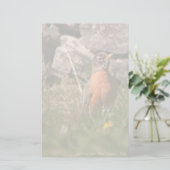 Amerikaanse Robin Briefpapier (Staand voorkant)