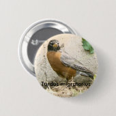 Amerikaanse Robin Button (Voorkant /achterkant)