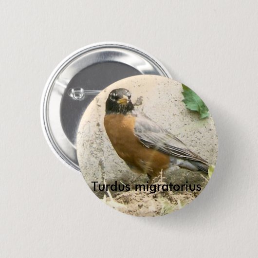 Amerikaanse Robin Button (Voorkant /achterkant)