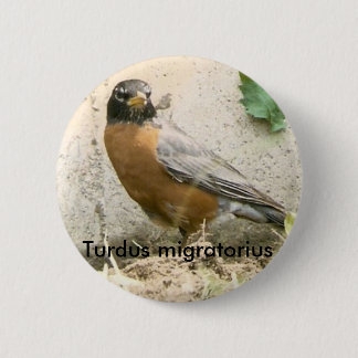 Amerikaanse Robin Button