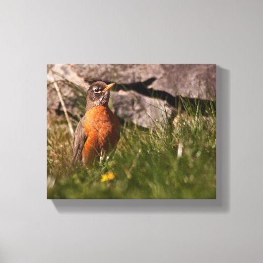 Amerikaanse Robin Canvas Afdruk (Voorkant)