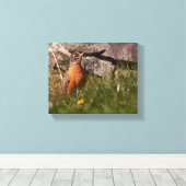 Amerikaanse Robin Canvas Afdruk (Insitu (Houten vloer))
