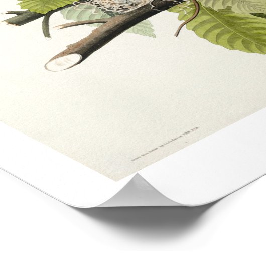 Amerikaanse Robin door Audubon Poster (Hoek)