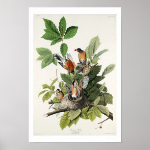 Amerikaanse Robin door Audubon Poster