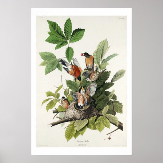 Amerikaanse Robin door Audubon Poster (Voorkant)
