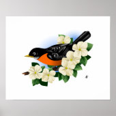 Amerikaanse Robin en Dogwood Bloemen Poster (Voorkant)