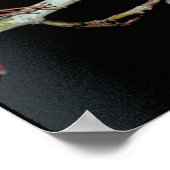 Amerikaanse Robin en Red Berries Poster (Hoek)