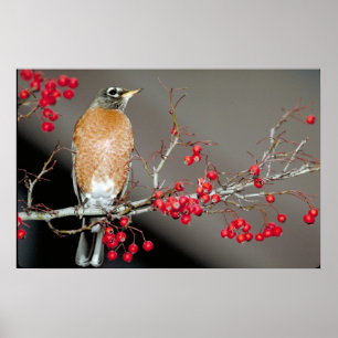 Amerikaanse Robin en Red Berries Poster