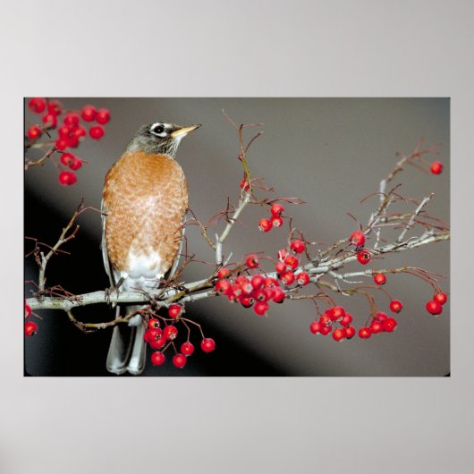 Amerikaanse Robin en Red Berries Poster (Voorkant)