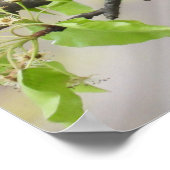 Amerikaanse Robin en Spring Blossom Poster (Hoek)