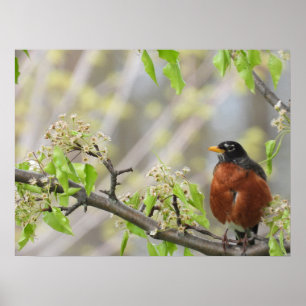 Amerikaanse Robin en Spring Blossom Poster