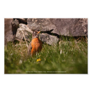 Amerikaanse Robin Foto Afdruk