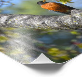 Amerikaanse Robin in een esdoorn Foto Afdruk (Hoek)