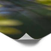 Amerikaanse Robin in een esdoorn Poster (Hoek)