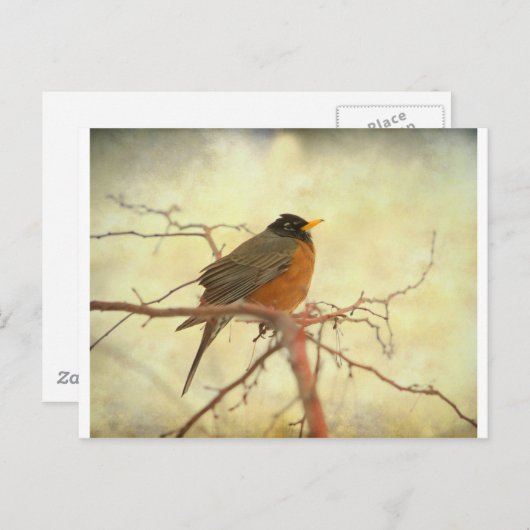 Amerikaanse Robin in The Springtime Briefkaart (Voorkant / Achterkant)