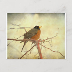 Amerikaanse Robin in The Springtime Briefkaart
