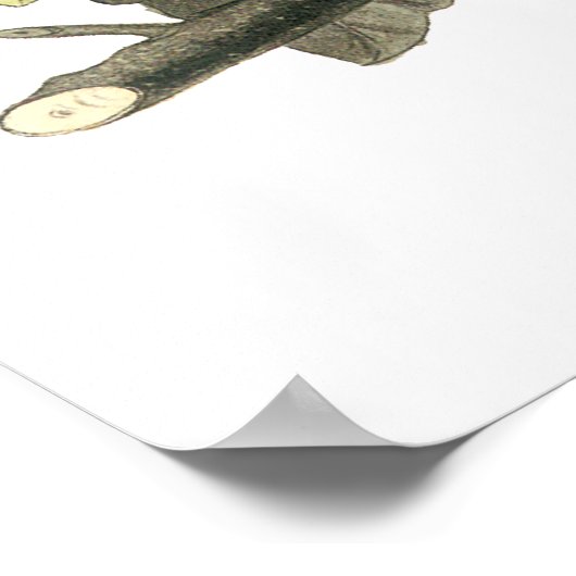 Amerikaanse Robin, John Audubon Print (Hoek)