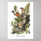 Amerikaanse Robin, John Audubon Print (Voorkant)