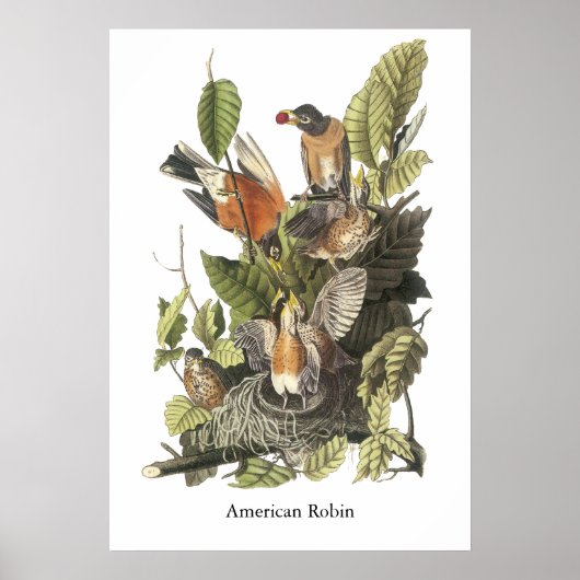Amerikaanse Robin, John Audubon Print (Voorkant)