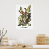 Amerikaanse Robin, John Audubon Print (Keuken)