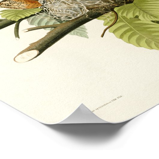 Amerikaanse Robin John James Audubon Birds of Amer Poster (Hoek)