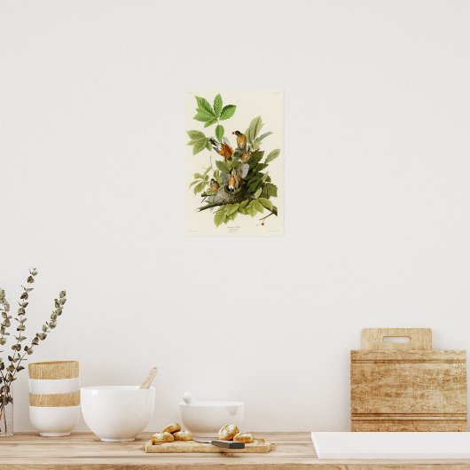 Amerikaanse Robin John James Audubon Birds of Amer Poster (Keuken)