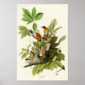 Amerikaanse Robin John James Audubon Birds of Amer Poster (Voorkant)