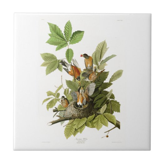 Amerikaanse Robin John James Audubon Birds of Amer Tegeltje (Voorkant)