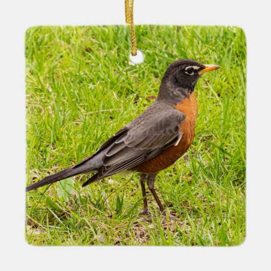 Amerikaanse Robin Keramisch Ornament (Voorkant)