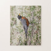 Amerikaanse Robin Legpuzzel (Verticaal)