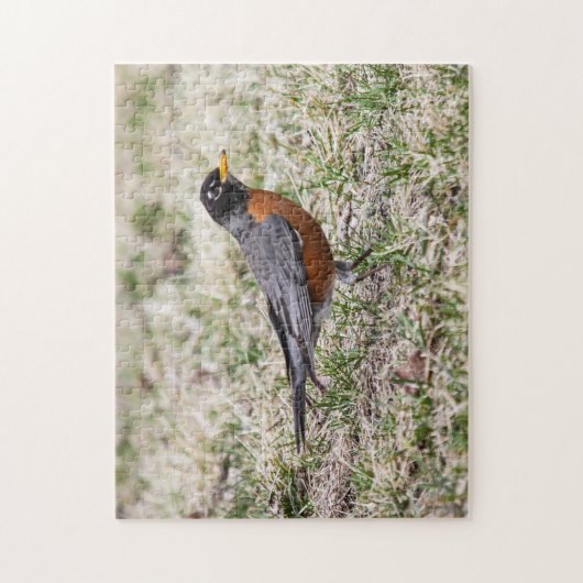 Amerikaanse Robin Legpuzzel (Verticaal)