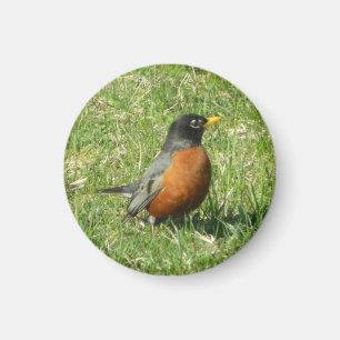 Amerikaanse Robin Magnet