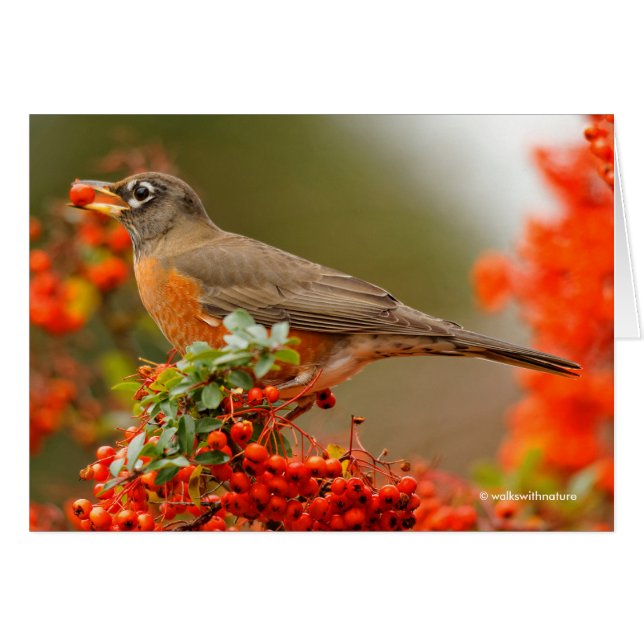 Amerikaanse Robin met een Pyracantha Pomme (Voorkant Horizontaal)